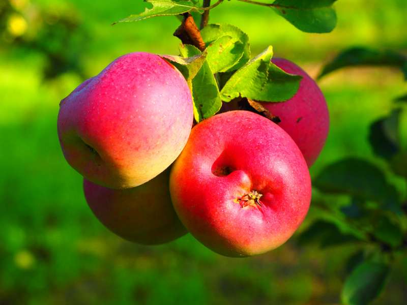 Masse und Gewicht - Äpfel am Baum