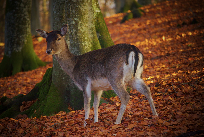 Fotografieren - Damtier im Herbstwald