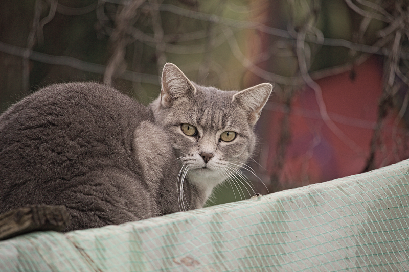 Fotografieren - Katzenportät mit der DSLR
